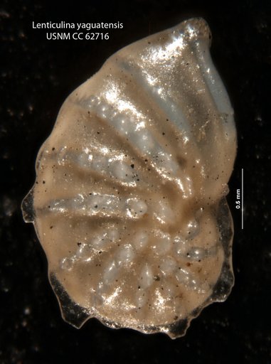 Lenticulina yaguatensis Bermudez, 1949