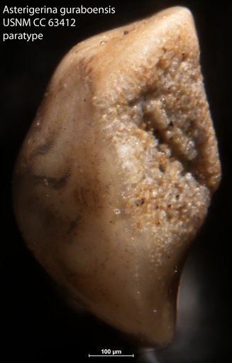 Asterigerina guraboensis Bermúdez, 1949