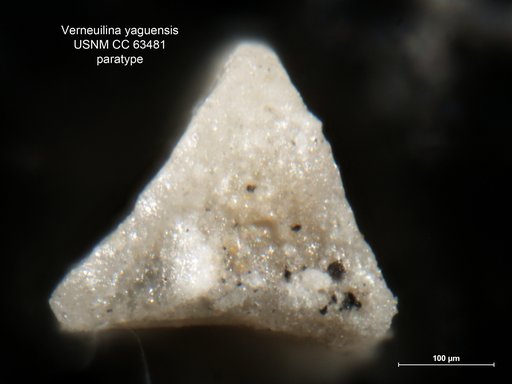 Verneuilina yaguensis Bermudez, 1949