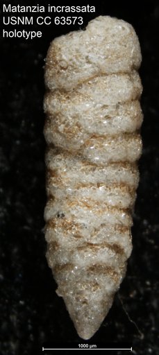 Matanzia incrassata Bermúdez, 1949