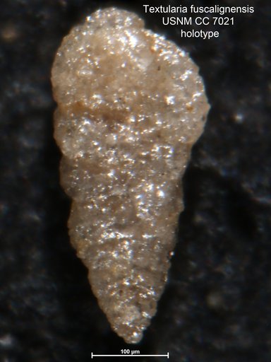 Textularia fuscalignensis Cushman & Waters, 1927