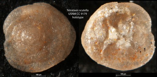 Tetrataxis scutella Cushman & Waters, 1928