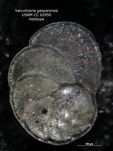 Valvulineria gasparensis Bermúdez, 1949