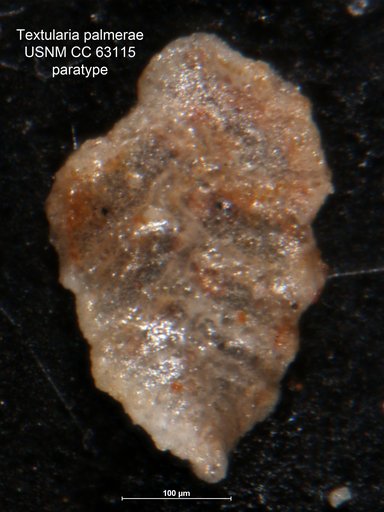 Textularia palmerae Bermúdez, 1949