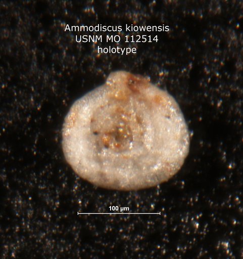 Ammodiscus kiowensis Loeblich & Tappan, 1950