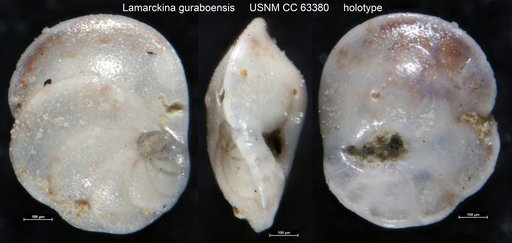 Lamarckina guraboensis Bermúdez, 1949