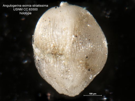 Angulogerina eximia var. striatissima Bermudez, 1949