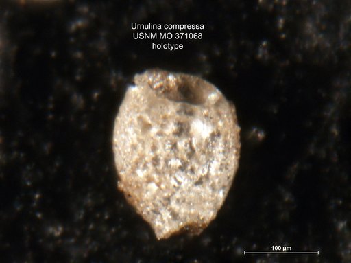 Urnulina compressa Cushman, 1930