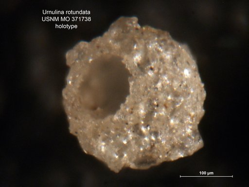 Urnulina rotundata Cushman & Cahill, 1933