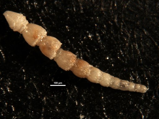 Ellipsonodosaria caribaea Palmer & Bermudez, 1945