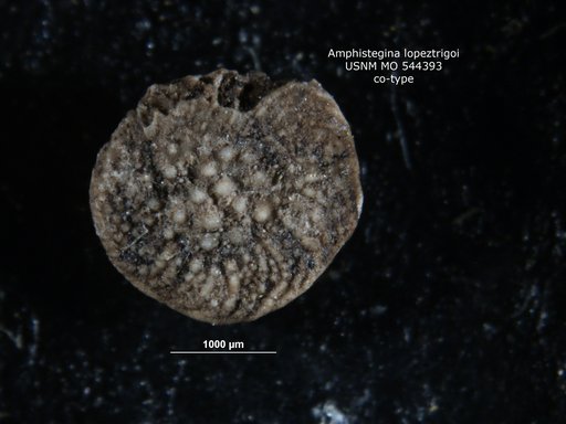 Amphistegina lopeztrigoi Palmer, 1934