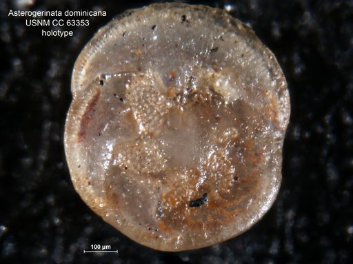 Asterigerinata dominicana Bermúdez, 1949