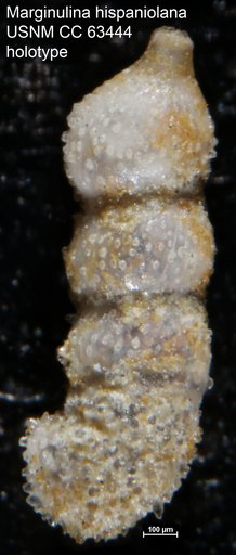 Marginulina hispaniolana Bermudez, 1949