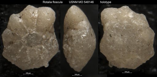Rotalia floscula Todd & Post, 1954