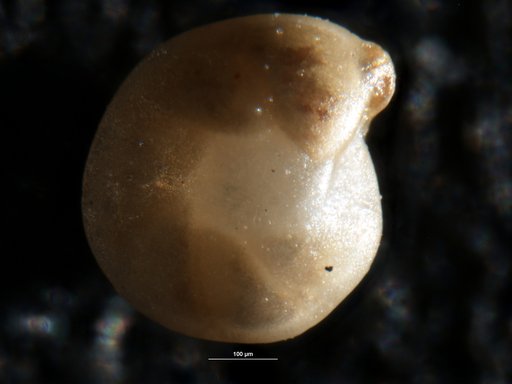 Robulus manifestus Israelsky, 1955