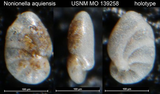 Nonionella aquiensis Nogan, 1964
