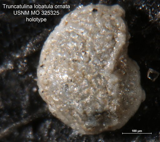 Truncatulina lobatula var. ornata Cushman, 1918
