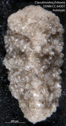 Clavulinoides chileana Todd & Kniker, 1952