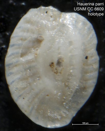 Hauerina parri Cushman, 1946