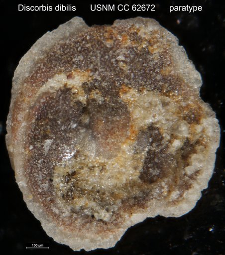 Discorbis debilis Bermúdez, 1949