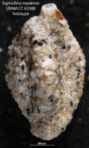 Sigmoilina maoensis Bermúdez, 1949
