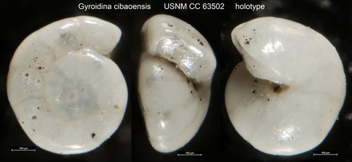 Gyroidina cibaoensis Bermúdez, 1949