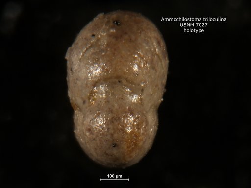Ammochilostoma ? triloculina Cushman & Waters, 1927