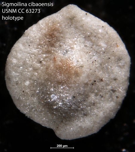 Sigmoilina cibaoensis Bermudez, 1949