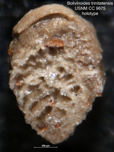 Bolivinoides trinitatensis Cushman & Jarvis, 1928