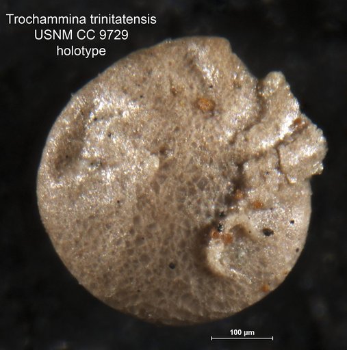 Trochammina trinitatensis Cushman & Jarvis, 1928