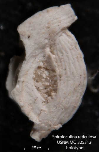 Spiroloculina reticulosa Cushman, 1918