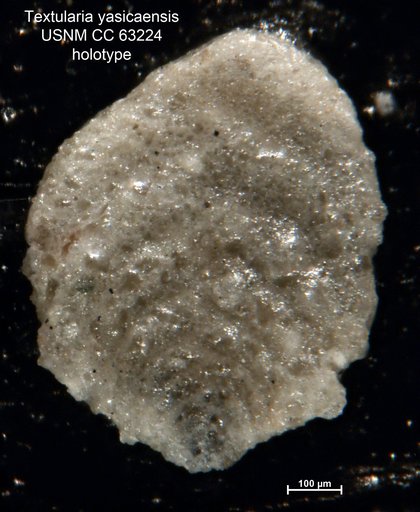 Textularia yasicaensis Bermúdez, 1949