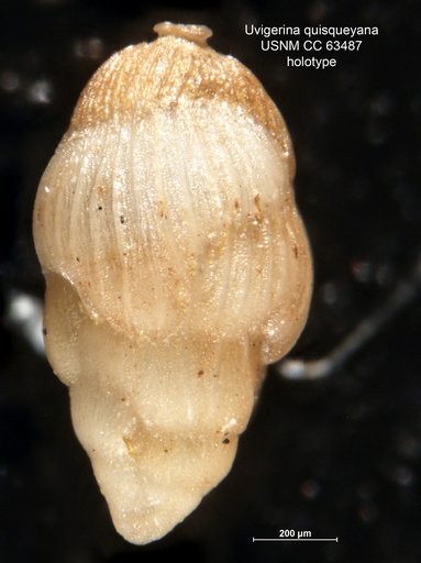 Uvigerina quisqueyana Bermúdez, 1949