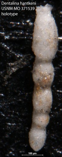 Dentalina hantkeni Cushman, 1933
