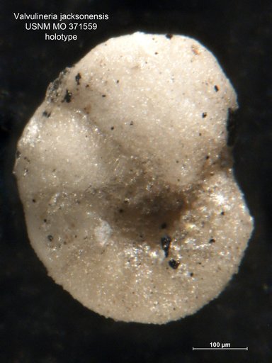 Valvulineria jacksonensis Cushman, 1933