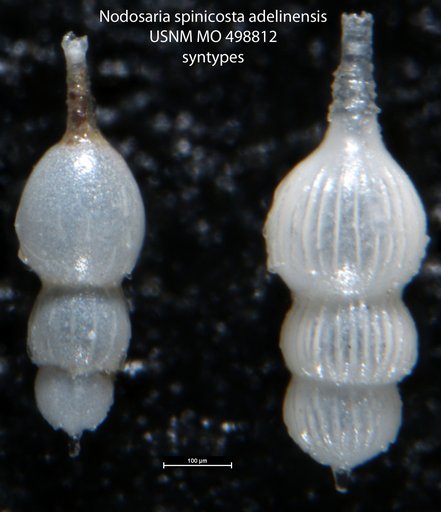 Nodosaria spinicosta adelinensis Palmer & Bermudez, 1936