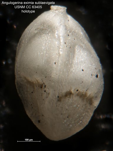 Angulogerina eximia var. sublaevigata Bermudez, 1949