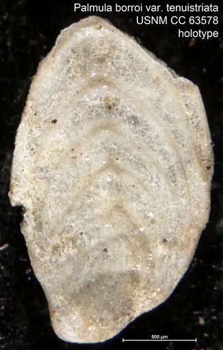 Palmula borroi var. tenuistriata Bermudez, 1949