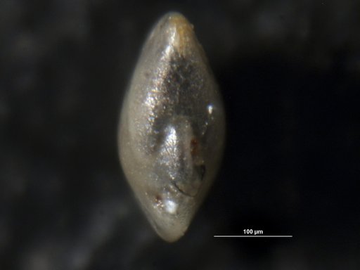 Robulus fatigatus Israelsky, 1955