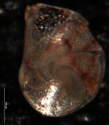 Robulus frustatus Israelsky, 1955