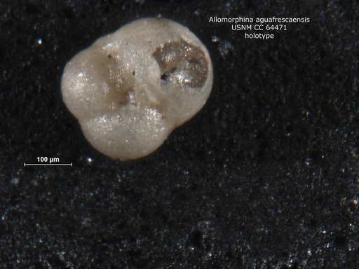 Allomorphina aguafrescaensis Todd & Kniker, 1952