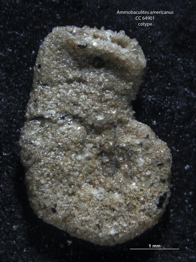 Ammobaculites americanus Cushman, 1910