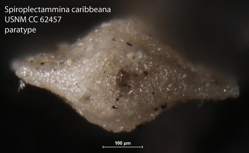 Spiroplectammina caribbeana Bermúdez, 1949