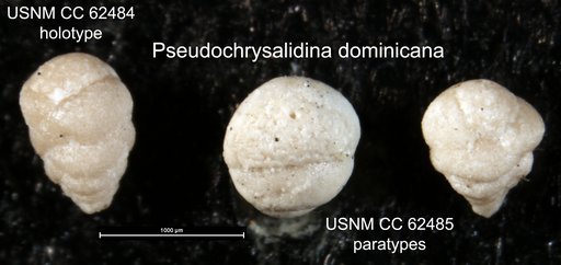 Pseudochrysalidina dominicana Bermúdez, 1949