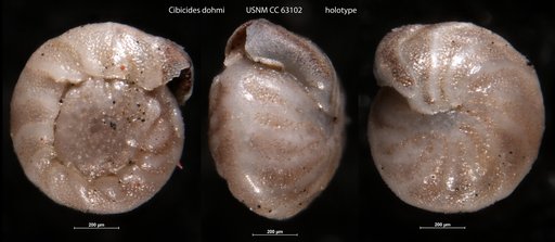 Cibicides dohmi Bermudez, 1949