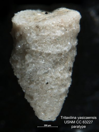 Tritaxilina yasicaensis Bermúdez, 1949