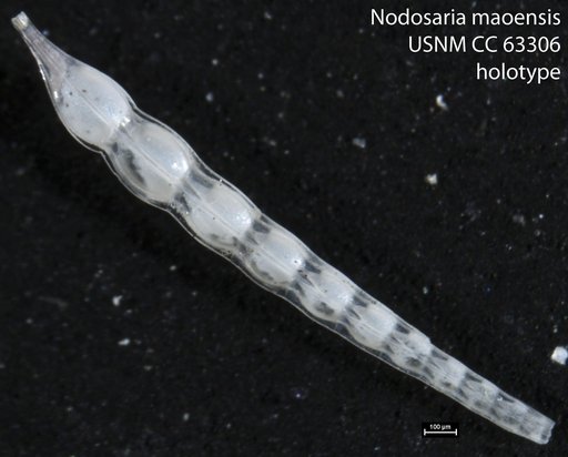 Nodosaria maoensis Bermúdez, 1949