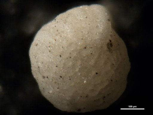 Elphidium dominicense Bermúdez, 1949