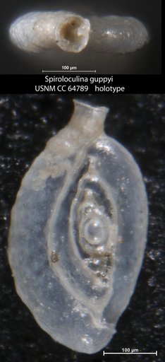 Spiroloculina guppyi Todd & Brönnimann, 1957
