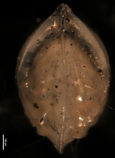 Robulus bulbosus Bermúdez, 1949